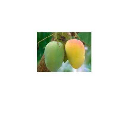 Mango (Amrupali) 500 gm - Image 2