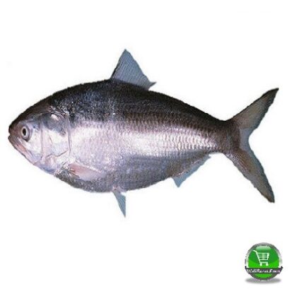 SMALL ILISH